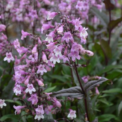 Midnight Masquerade Penstemon