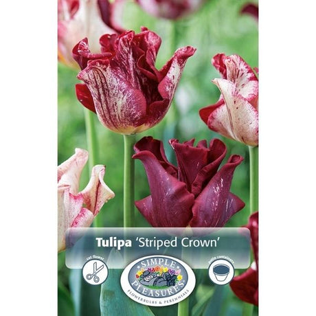 Striped Crown Tulip