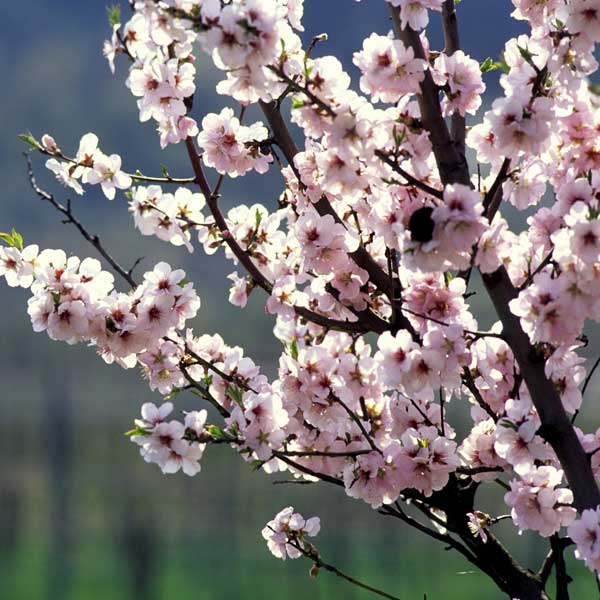 Hall's Hardy Almond Tree