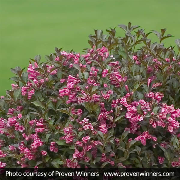 Fine Wine&reg; Weigela