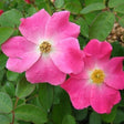 Nearly Wild Rose