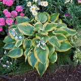 Seducer Hosta