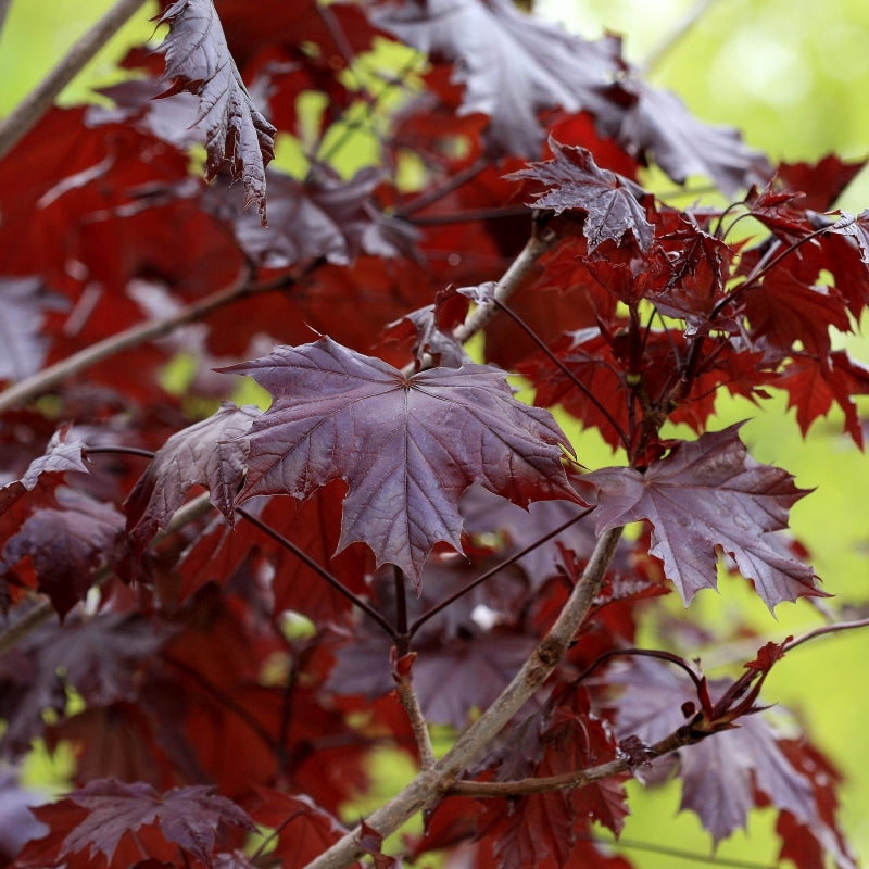 Crimson King Maple