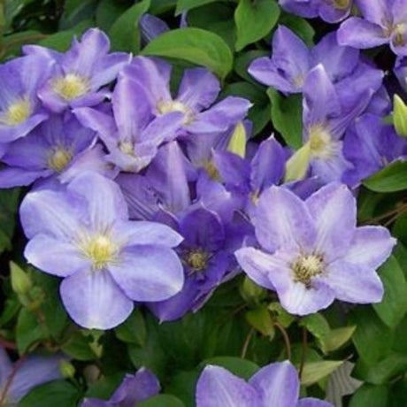 Silmakivi Clematis