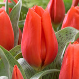 Giant Orange Sunrise Tulip