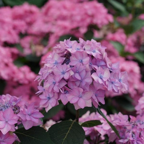 Proven Winner&reg; Color Choice&reg; Let's Dance&reg; Can Do&trade; Hydrangea