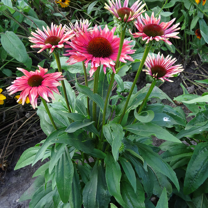 Playful Meadow Mama Coneflower