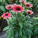 Playful Meadow Mama Coneflower