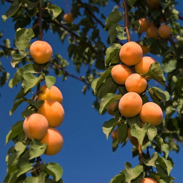 Tropic Gold Apricot Tree