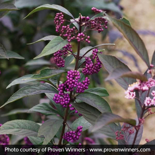 Purple Pearls&reg; Beautyberry