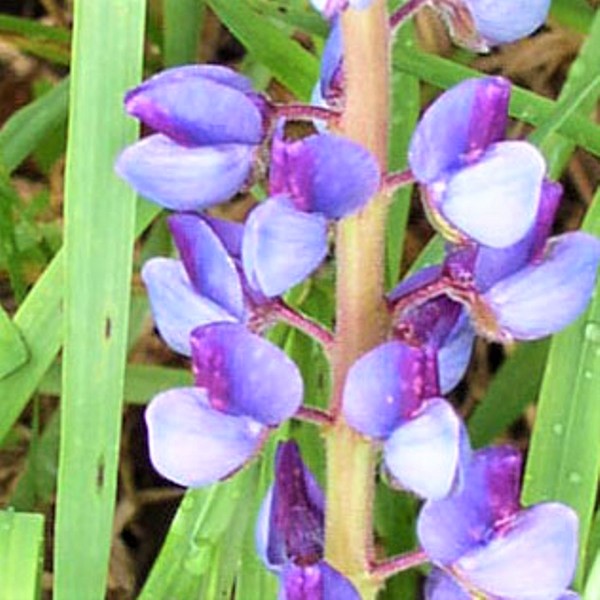 Wild Lupine