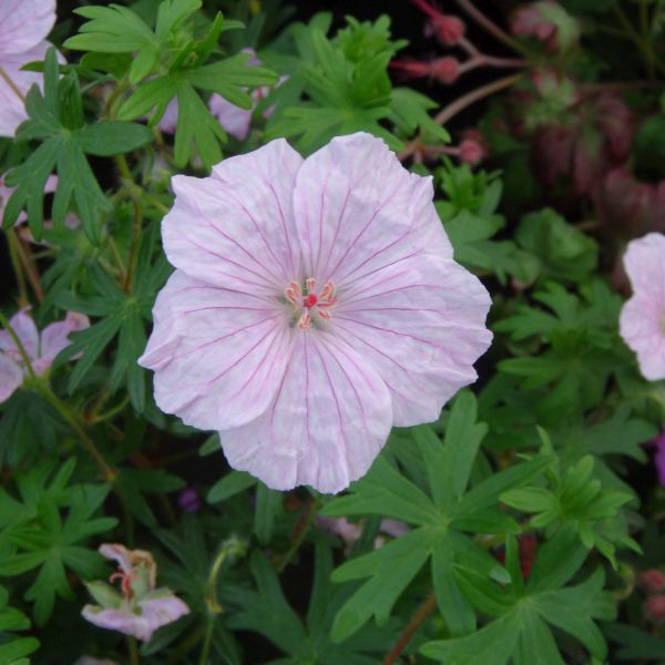 Geranium Sanguineum Striatum