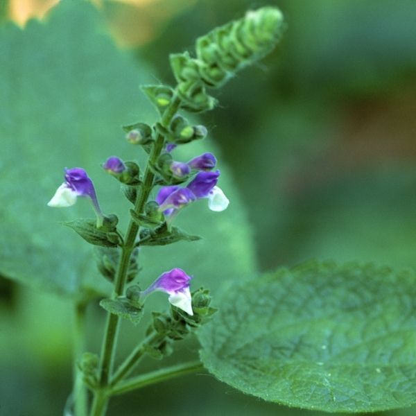 Heart-Leaved Skullcap