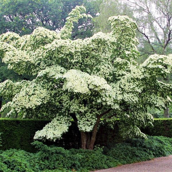 Milky Way Dogwood Tree | NatureHills.com – Nature Hills Nursery