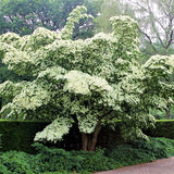 Milky Way Dogwood