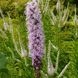 Summer Rain Garden Pocket Garden