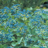 Blue Muffin&reg; Arrowwood Viburnum