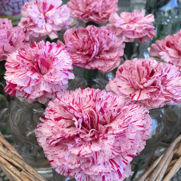 Devon Cottage Pinball Wizard Dianthus