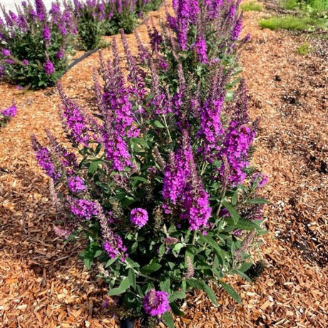Bloomin' Easy? Birthday Cake? Butterfly Bush