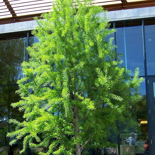 Bald Cypress Tree