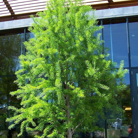 Bald Cypress Tree