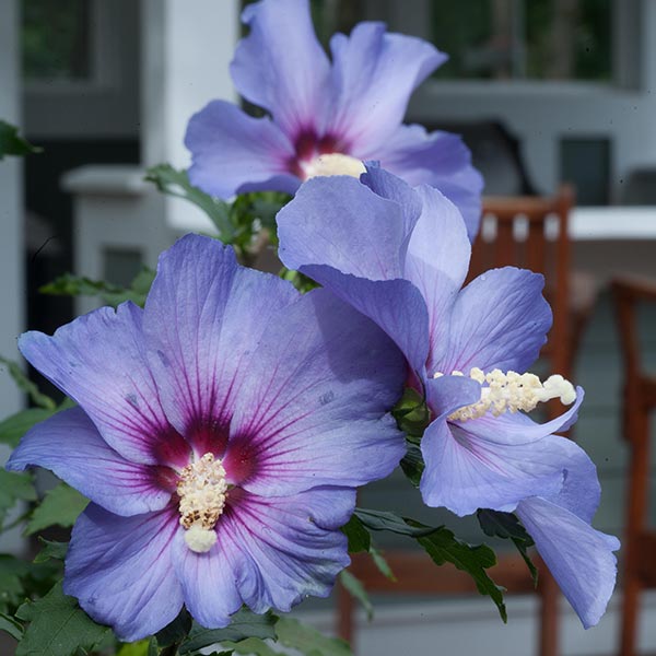 Azurri Blue Satin&reg; Rose of Sharon Tree Form