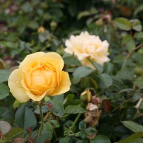 Julia Child&trade; Floribunda Rose Tree