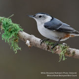 Audubon&reg; Native American Hornbeam