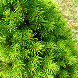 Dwarf Alberta Spruce