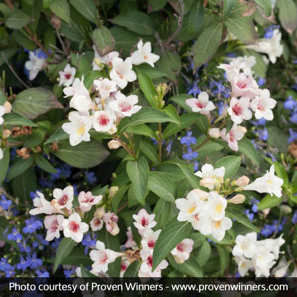 Sonic Bloom&reg; Pearl Reblooming Weigela