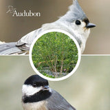 Audubon&reg; Native River Birch