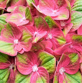 Tilt-A-Swirl&reg; Hydrangea