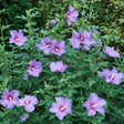 Paraplu Violet&reg; Rose of Sharon