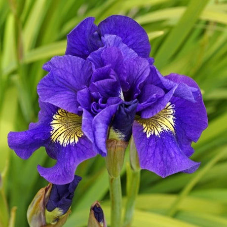 Concord Crush Siberian Iris