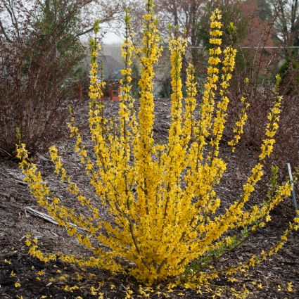 Show Off? Starlet Forsythia
