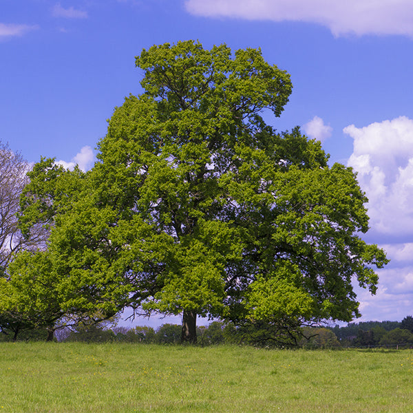 English Oak