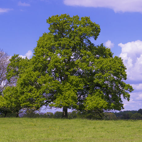 English Oak