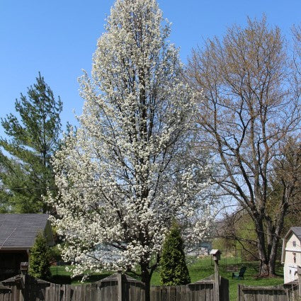 Bradford Flowering Pear