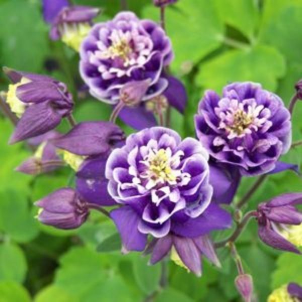 Double Winky Blue & White Columbine