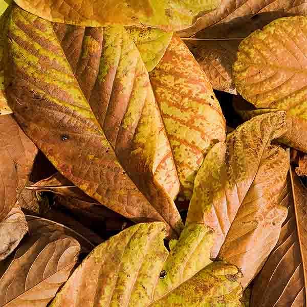 Rappahannock&reg; Pawpaw Tree