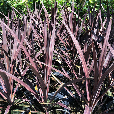 Red Sensation Cordyline