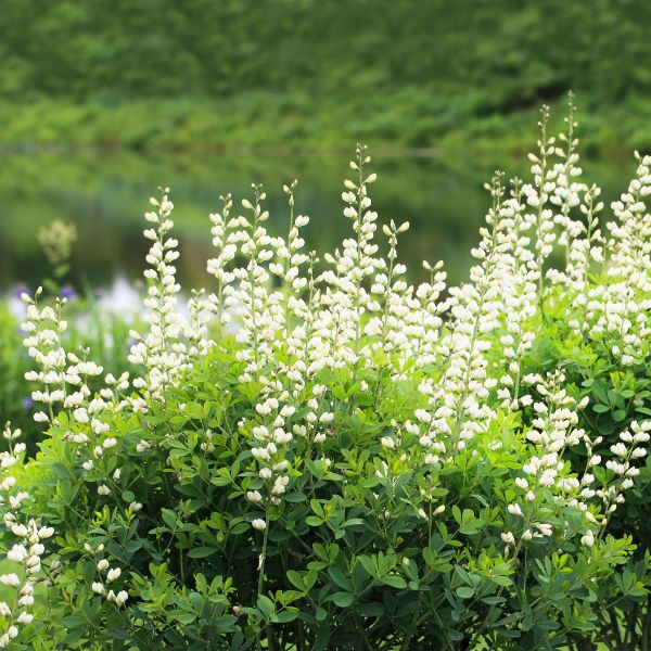 White Wild Indigo