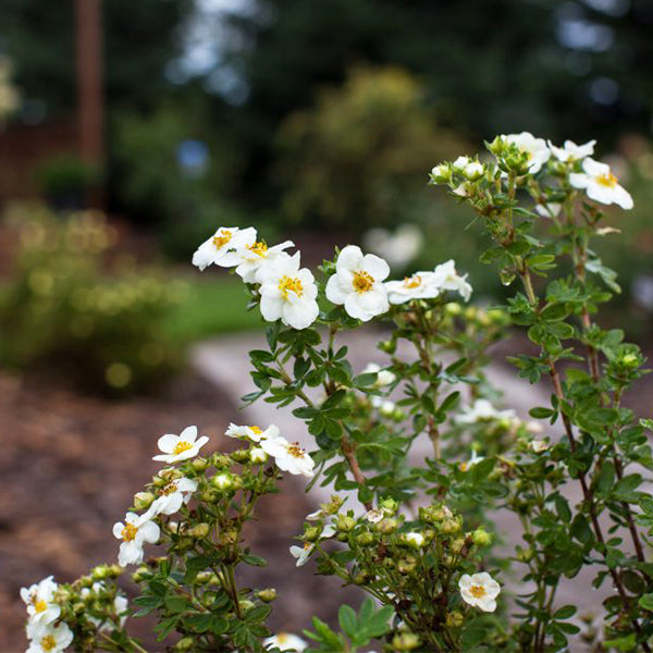 First Editions&reg; Creme Brulee&trade; Potentilla