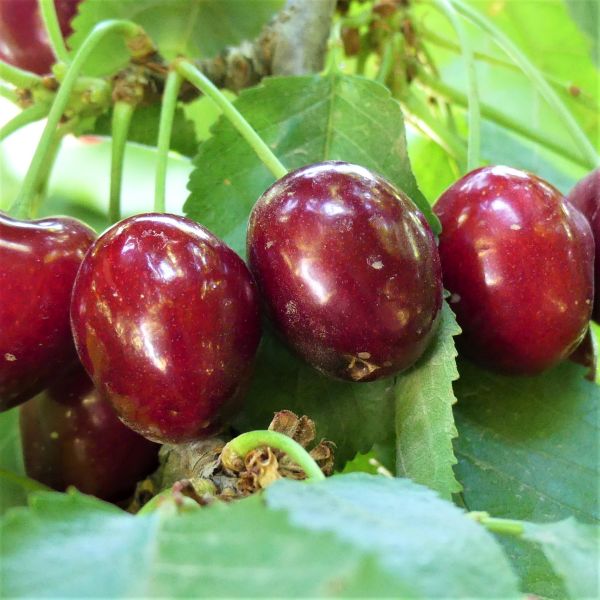 Stella Cherry Tree