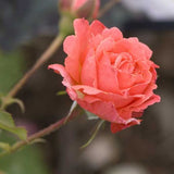 Easy Elegance&reg; Kiss Me Rose