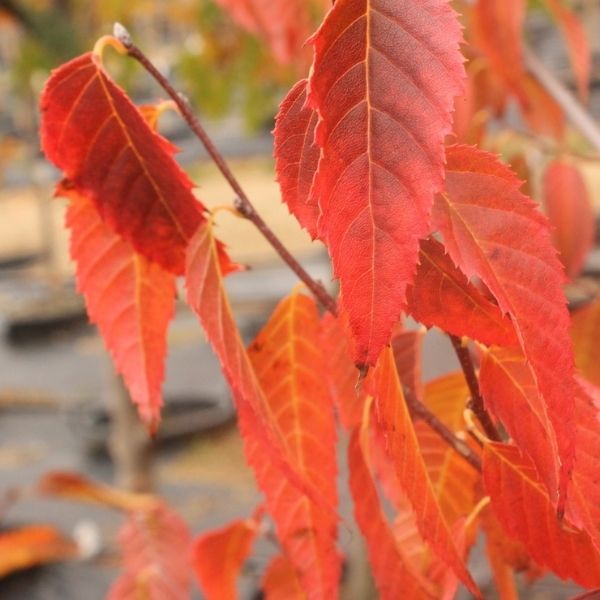 Audubon&reg; Native American Hornbeam