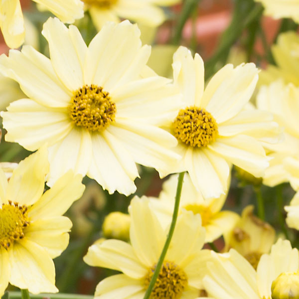 Coreopsis Creme Brulee