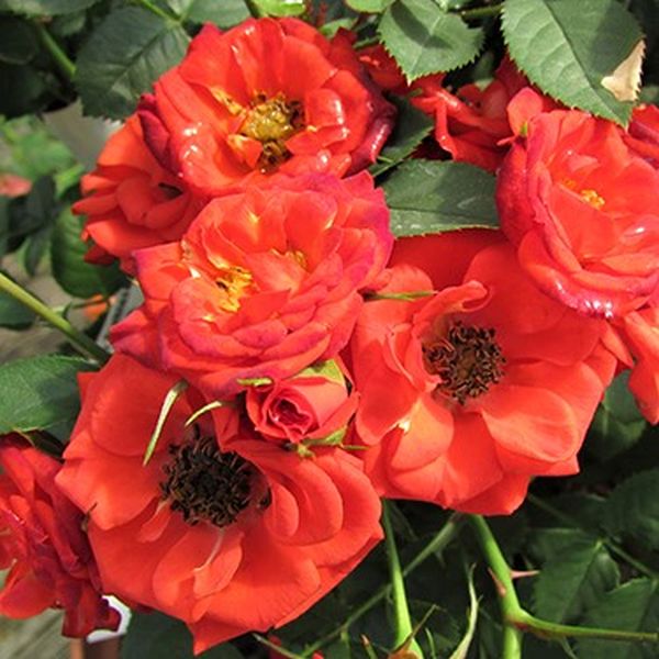 Autumn Sunblaze&reg; Miniature Rose