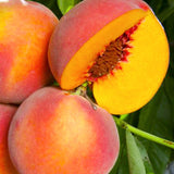 O'Henry Peach Tree