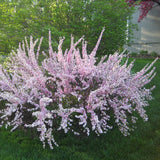 Dwarf Pink Flowering Almond